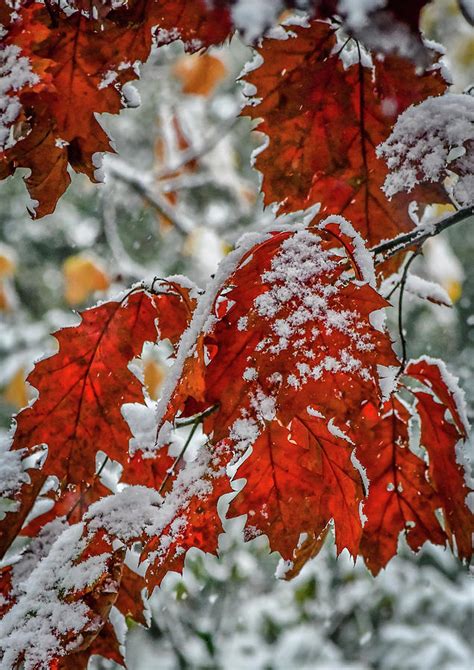 First Snow On Autumn Leaves Photograph By David Halperin Fine Art America