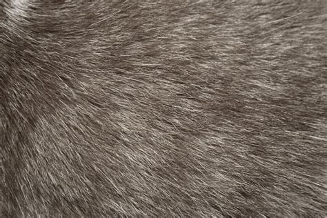Gray Cat Fur Texture Picture Free Photograph Photos Public Domain