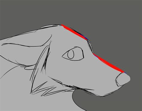 As an animal lover who spends a lot of time with dogs, i'm confident in my ability to wing it, but if you're looking for some great ideas. Wolf Anatomy Tutorial | Wolf Fantasy Amino
