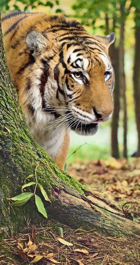 Bengal Tiger About Wild Animals