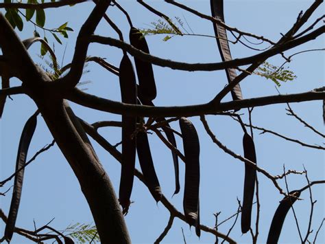 Rice wine vinegar ground black pepper sesame seed oil. Flame of the Forest - Delonix Regia - Gulmohar Tree | HubPages