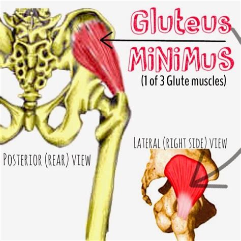 The Hip Joint Gluteus Minimus 1 Of 3 Gluteal Glute Muscles