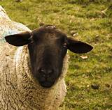 Hd to 4k quality, free for download! Black Face Sheep | I don't know the breed name...but I ...