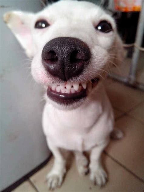 Funny cow with heart sunglasses. Pin em cute!