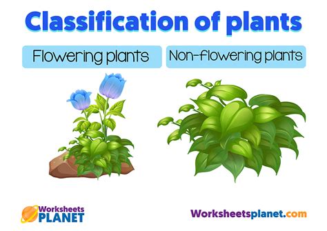 The Classification Of Plants