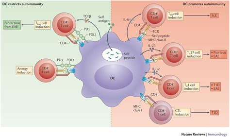 Potential Roles Of DCs In Autoreactive T Cell Responses Immunology Autoimmune Disease Psoriasis