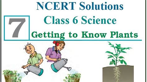 Ncert Solutions Class 6 Science Chapter7getting To Know Plants