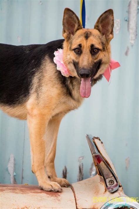 The 50 Cutest Rescue Dogs in the Country, State by State. (Check Out