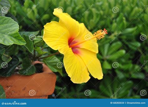Yellow Hibiscus Flowers Stock Photo Image Of Closeup 68282034