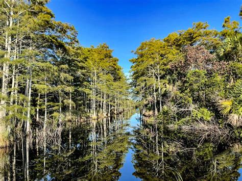 Cypress Trees Reflecting In The River Of The Wetlands Stock Image