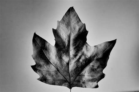 Premium Photo White Maple Leaf
