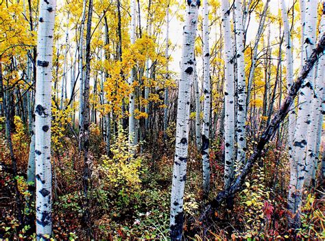 Your aspen trees winter stock images are ready. Aspen Bark Wallpaper (62+ images)
