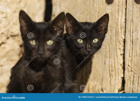 Two Little Black Stray Cats Look Attentively At The Camera Aragon