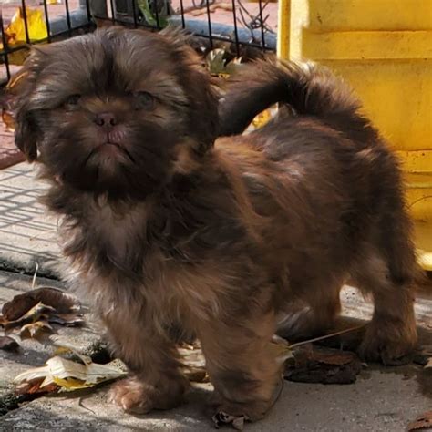 Shih Tzu Puppies For Sale Newport Mi 308536 Petzlover