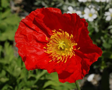 Photo Of Iceland Poppy Papaver Nudicaule Champagne Bubbles Red Flower