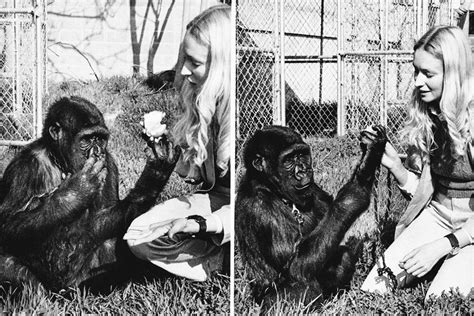 koko the ape obituaries are overlooking her nipple fetish and other important things
