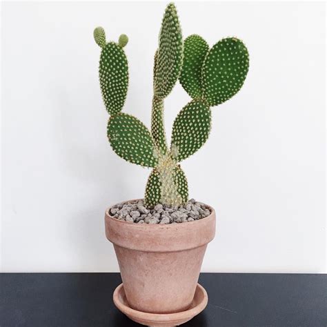 Martinthemeat On Instagram “mickey Mouse Cactus ” Cactus Mickey