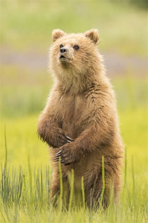 Alaska Little Bear Cub