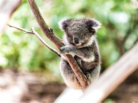 Only 80000 Koalas Remain In The World Rendering Them Functionally