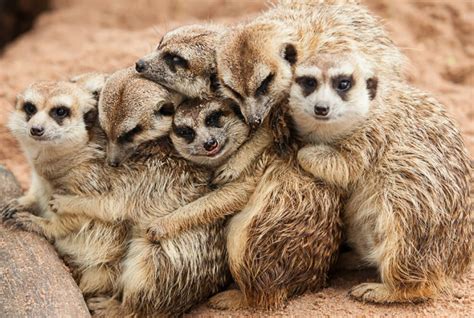 Sorority Girls Just Realized They Pose Exactly Like Meerkats And Its