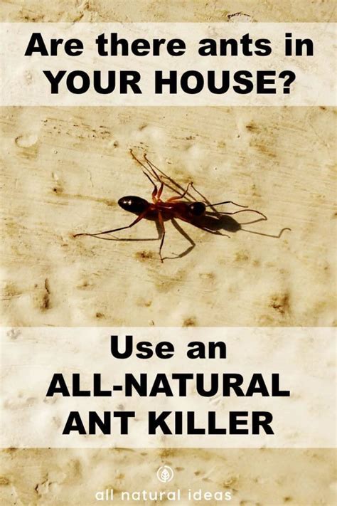 Although borax has a low toxicity rate for humans and other animals, it's fatal for ants when they come in contact with it. How to Use an All Natural Ant Killer Indoors | All Natural ...