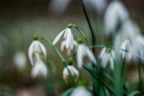 White Snowdrop Flowers In Selective Photo Nature Flower Plant