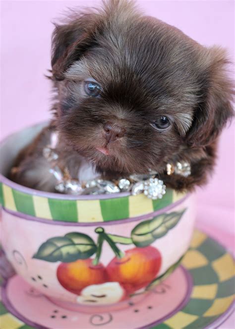 Shih Tzu Puppy By Teacups Puppies And Boutique Teacup Puppies Shih