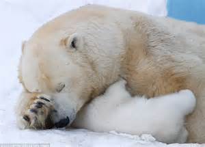 Polar bear cub Shila charms onlookers playing with her ...