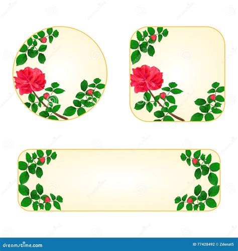 Rose Red Banners With A Flowers Vector Stock Vector Illustration Of