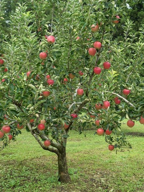 Maybe you would like to learn more about one of these? Fruit Trees For Zone 5: Selecting Fruit Trees That Grow In ...