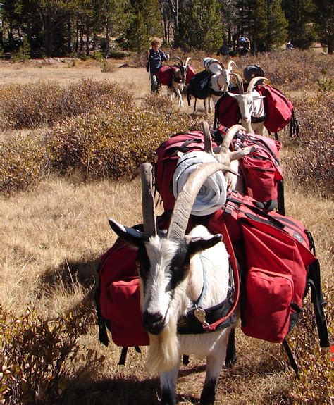 Good Goat The Pack Animal You Likely Overlooked Gearjunkie