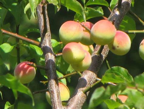 Place your apricot tree in a hole big enough to accommodate entire root ball, loosen the soil as you place it, pack the soil back tightly and water. Japanese apricots (Prunus mume). Also known as Chinese ...