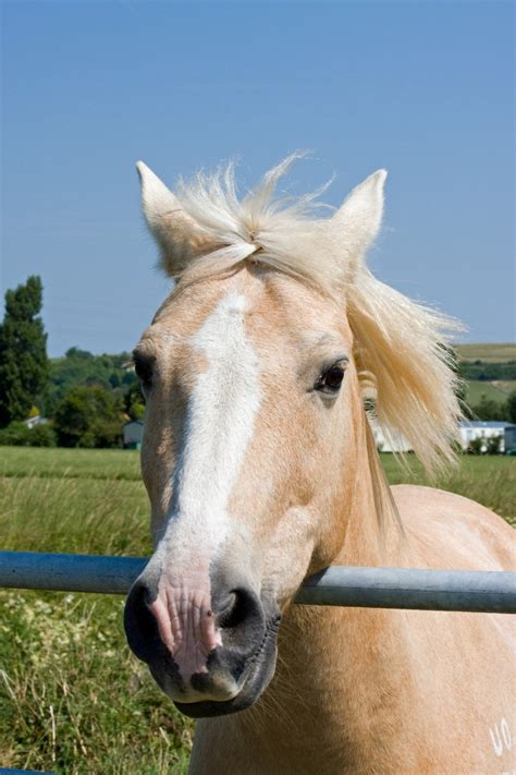 Free Images Sky Animal Photo Pet Portrait Golden Pasture