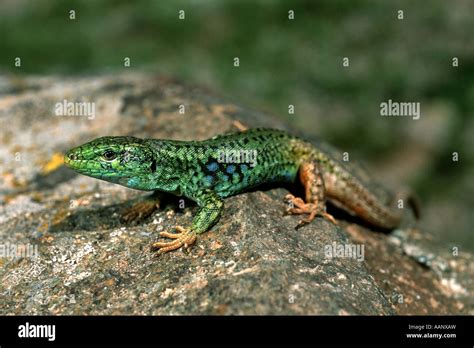 Kurdish Lizard Lacerta Brandtii Portrait Iran Ost Aserbaidschan