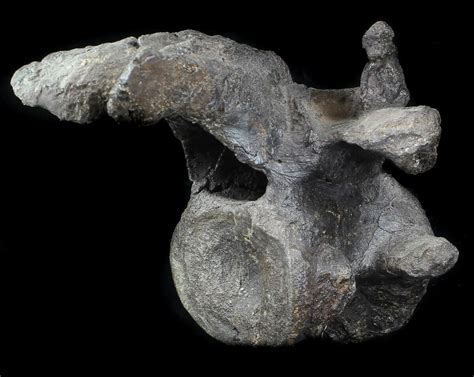 7.3" Stegosaurus Cervical Vertebrae On Stand - Colorado For Sale