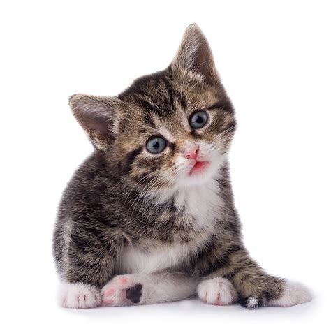 Baby Cat Transparent Background Png Png Arts