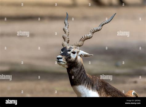 Flock Of Blackbuck In The Desert The Blackbuck Also Known As The