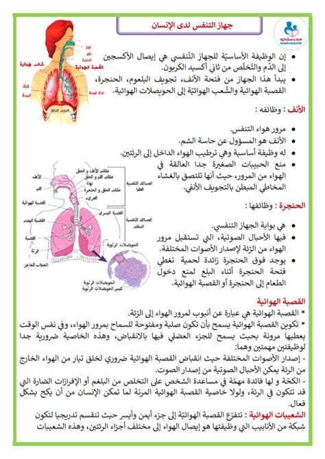 بحث عن امراض الجهاز التنفسي