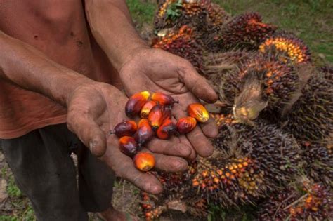 Hubungan dasar negara dan konstitusi di indonesia. Isu Buruh Paksa: Kanak-Kanak Sekadar Membantu Ibu Bapa ...