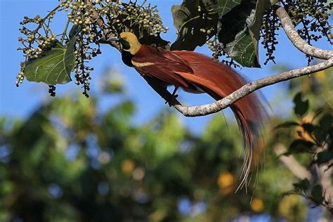Birding Tour Papua New Guinea Attenborough S Paradise