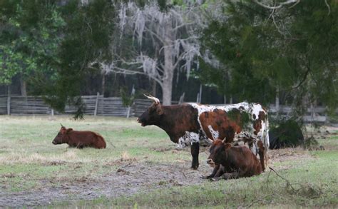 Florida Cracker Cows Along The Cracker Trail Florida Rambler