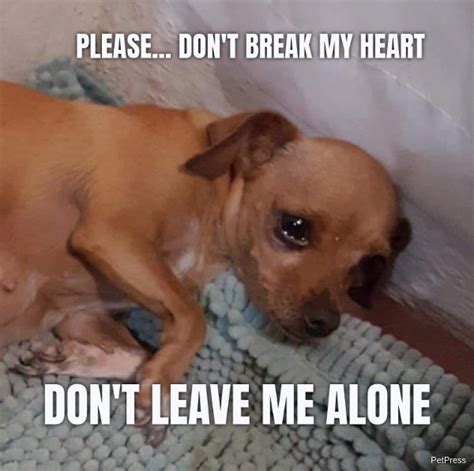 Stream please don't break my heart by gvlhd from desktop or your mobile device. PLEASE... DON'T BREAK MY HEART DON'T LEAVE ME ALONE | PetPress