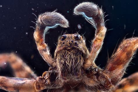 Wolf Spider Lays Eggs In Mans Toe Baby Hatches Inside Eating Its
