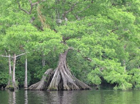 Cypress Tree On Lake Drummond Picture Of Kayak Nature Tours Ltd