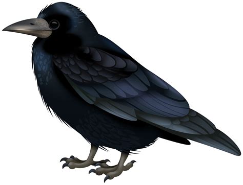Crow Clipart Black Crow Clip Art Transparent Cartoon Free Cliparts Images And Photos Finder