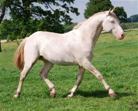 hungarian warmblood horses horse inspiration horse breeds