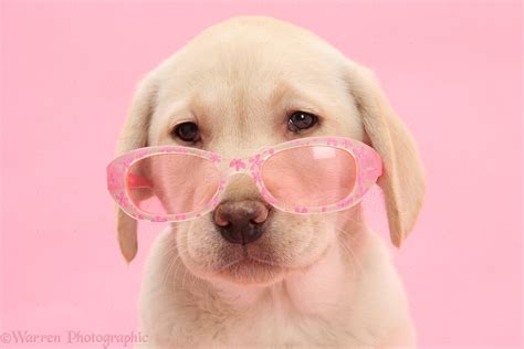Dog Yellow Labrador Retriever Pup Wearing Glasses Photo Wp26502