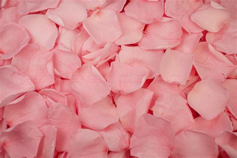 Preserved Rose Petals Pale Pink