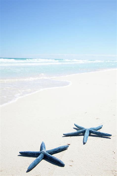 Two Blue Starfish On Tropical Beach Photograph By Lulu Pixels