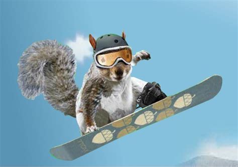A Snowboarding Squirrel Did This Create This Ad Just For Me